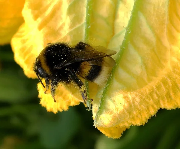 Gevleugelde Bij Vliegt Langzaam Naar Plant Verzamelt Nectar Voor Honing — Stockfoto