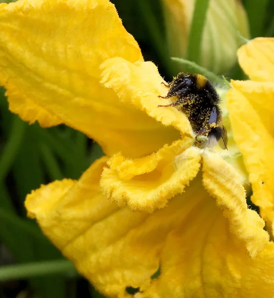 羽のついた蜂はゆっくりと植物に飛び 花から自家製の桃に蜜を集めます ミツバチの足の上に美しい花 黄色の花粉で構成される蜂蜜クリップ 甘い蜜蜜蜜蜜蜜 — ストック写真