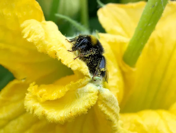 Vinged Bee Flyger Långsamt Till Växten Samla Nektar För Honung — Stockfoto