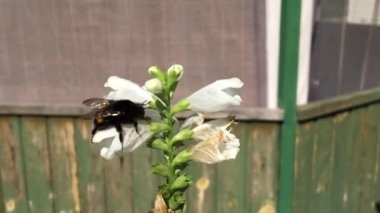 Kanatlı arı yavaşça bitkiye uçar, çiçekten özel arı kovanına bal koymak için nektar toplar. Güzel çiçekleri kapsayan bal tokası, arıların bacaklarında sarı polen. Ballı balın içindeki tatlı çiçek