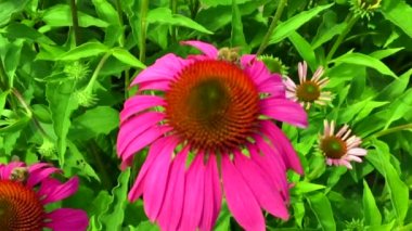 Kanatlı arı yavaşça bitkiye uçar, çiçekten özel arı kovanına bal koymak için nektar toplar. Güzel çiçekleri kapsayan bal tokası, arıların bacaklarında sarı polen. Ballı balın içindeki tatlı çiçek