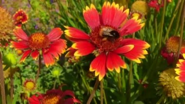 Kanatlı arı yavaşça bitkiye uçar, çiçekten özel arı kovanına bal koymak için nektar toplar. Güzel çiçekleri kapsayan bal tokası, arıların bacaklarında sarı polen. Ballı balın içindeki tatlı çiçek