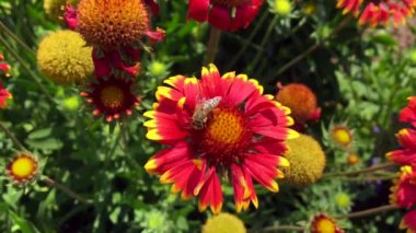 Kanatlı arı yavaşça bitkiye uçar, çiçekten özel arı kovanına bal koymak için nektar toplar. Güzel çiçekleri kapsayan bal tokası, arıların bacaklarında sarı polen. Ballı balın içindeki tatlı çiçek