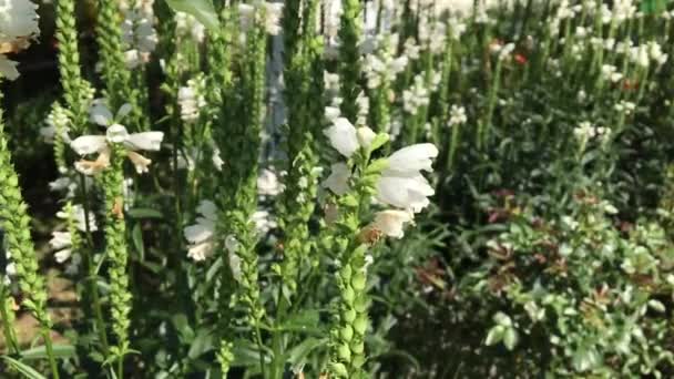 Abeille Ailée Vole Lentement Plante Recueillir Nectar Pour Miel Sur — Video