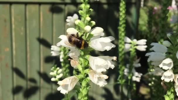 Abeja Alada Vuela Lentamente Planta Recoge Néctar Para Miel Colmenar — Vídeo de stock