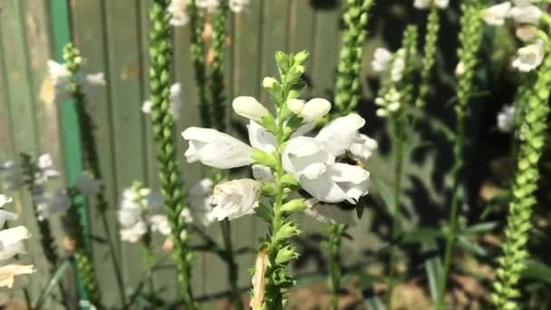 有翅膀的蜜蜂慢慢飞向植物 从花朵中采集蜂蜜花蜜 蜂蜜夹 由美丽的花朵 蜜蜂腿上的黄色花粉组成 蜜蜂蜜中的甜蜜花朵 — 图库视频影像