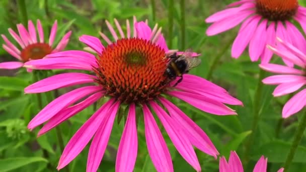 Abeille Ailée Vole Lentement Plante Recueillir Nectar Pour Miel Sur — Video