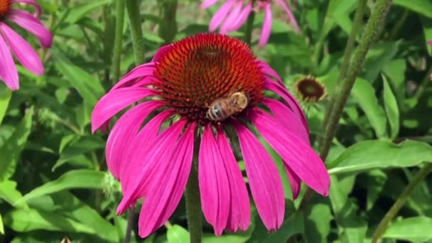 羽のついた蜂はゆっくりと植物に飛び 花から自家製の桃に蜜を集めます ミツバチの足の上に美しい花 黄色の花粉で構成される蜂蜜クリップ 甘いです花で蜂蜜 — ストック動画