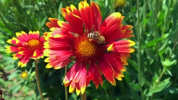 Крылатая Пчела Медленно Летит Растению Собирает Нектар Меда Частной Пасеке — стоковое видео