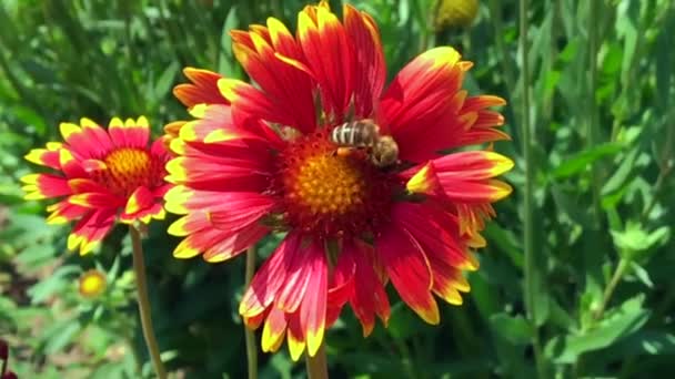 Abeja Alada Vuela Lentamente Planta Recoge Néctar Para Miel Colmenar — Vídeo de stock