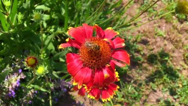 羽のついた蜂はゆっくりと植物に飛び 花から自家製の桃に蜜を集めます ミツバチの足の上に美しい花 黄色の花粉で構成される蜂蜜クリップ 甘いです花で蜂蜜 — ストック動画