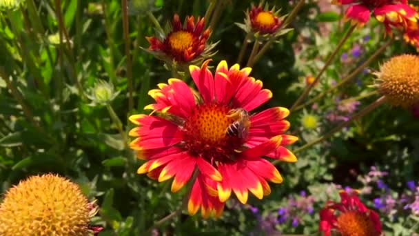 Vinged Bee Flyger Långsamt Till Växten Samla Nektar För Honung — Stockvideo