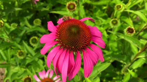 羽のついた蜂はゆっくりと植物に飛び 花から自家製の桃に蜜を集めます ミツバチの足の上に美しい花 黄色の花粉で構成される蜂蜜クリップ 甘いです花で蜂蜜 — ストック動画