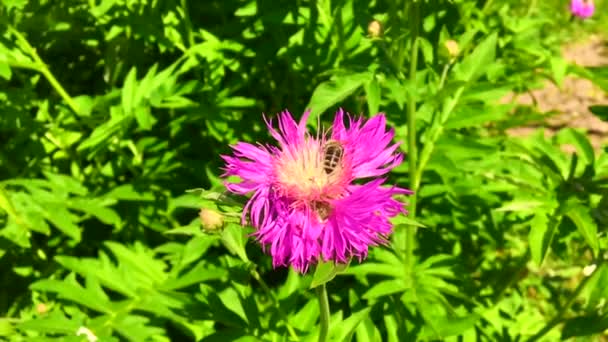 Vinged Bee Flyger Långsamt Till Växten Samla Nektar För Honung — Stockvideo