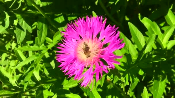 Vinged Bee Flyger Långsamt Till Växten Samla Nektar För Honung — Stockvideo