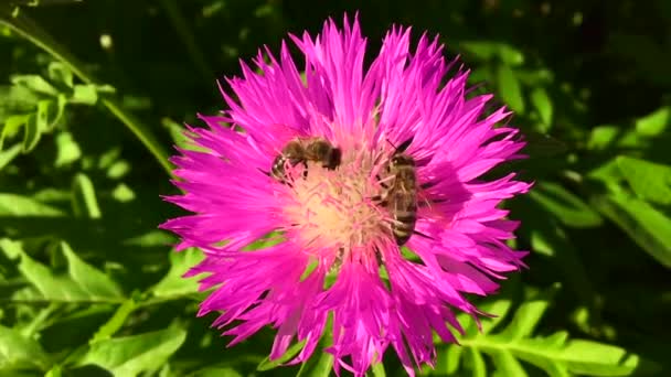 Abeja Alada Vuela Lentamente Planta Recoge Néctar Para Miel Colmenar — Vídeo de stock