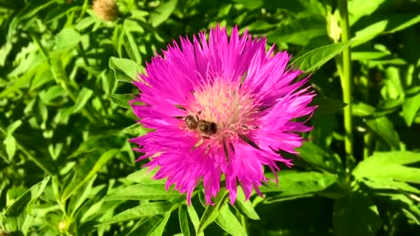 Vinged Bee Flyger Långsamt Till Växten Samla Nektar För Honung — Stockvideo