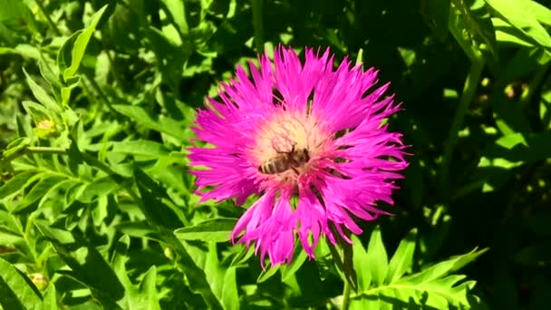 Vinged Bee Flyger Långsamt Till Växten Samla Nektar För Honung — Stockvideo