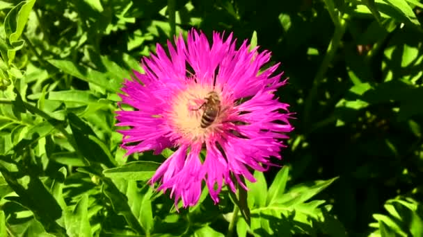 Szárnyas Méhecske Lassan Elrepül Növényhez Nektárt Gyűjt Méznek Saját Méhészetén — Stock videók