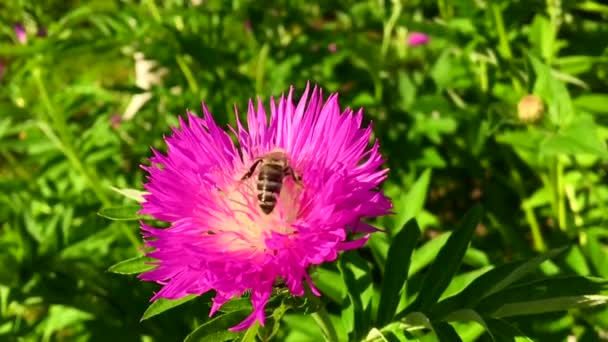 Vinged Bee Flyger Långsamt Till Växten Samla Nektar För Honung — Stockvideo