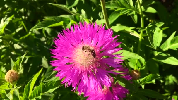 Vinged Bee Flyger Långsamt Till Växten Samla Nektar För Honung — Stockvideo