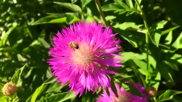 羽のついた蜂はゆっくりと植物に飛び 花から自家製の桃に蜜を集めます ミツバチの足の上に美しい花 黄色の花粉で構成される蜂蜜クリップ 甘いです花で蜂蜜 — ストック動画