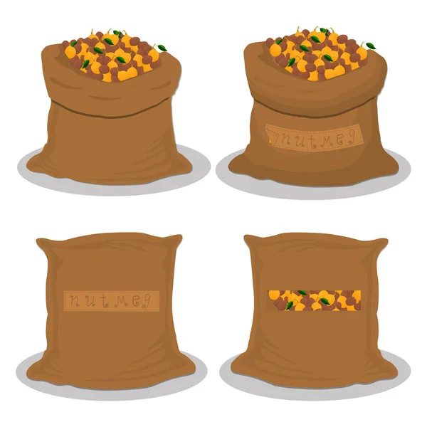 Illustration sur le thème grand ensemble différents types épices noix de muscade — Image vectorielle