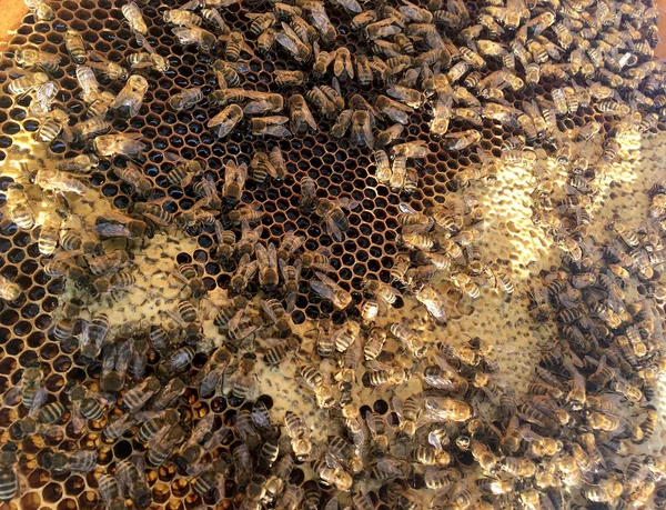 Structure hexagonale abstraite est nid d'abeille rempli d'esprit ruche — Photo