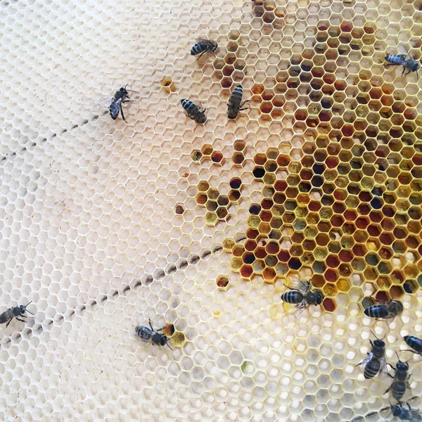 추상 육각 구조는 꿀벌 벌집 채워진 재치에서 벌집입니다 — 스톡 사진