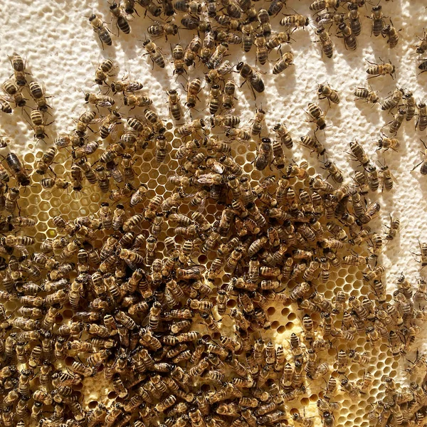 Soyut altıgen yapı arı kovanı dolu zekâ petek — Stok fotoğraf