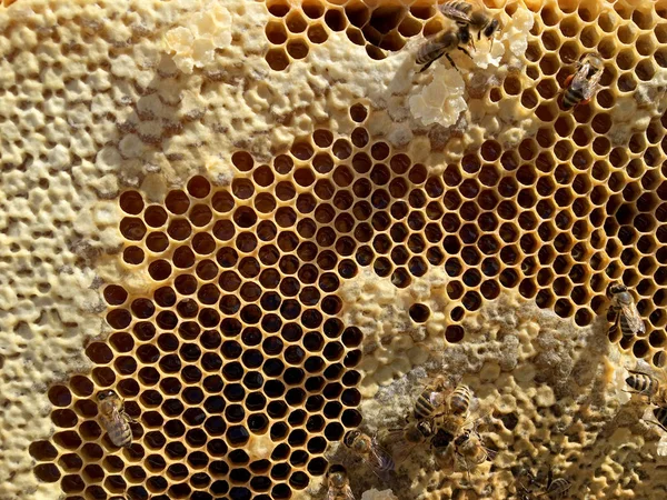 Abstract hexagon structure is honeycomb from bee hive filled wit — Stock Photo, Image