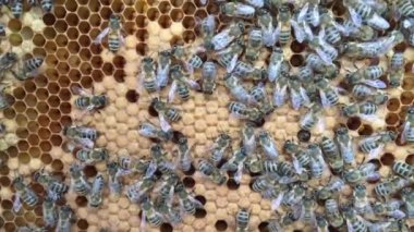 - Evet. - Evet, evet, evet.