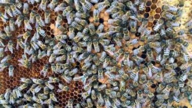 - Evet. - Evet, evet, evet.