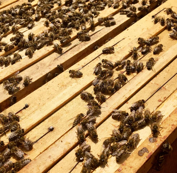 Flügelbiene fliegt langsam zum Bienenstock und sammelt Nektar auf privatem Bienenstock — Stockfoto