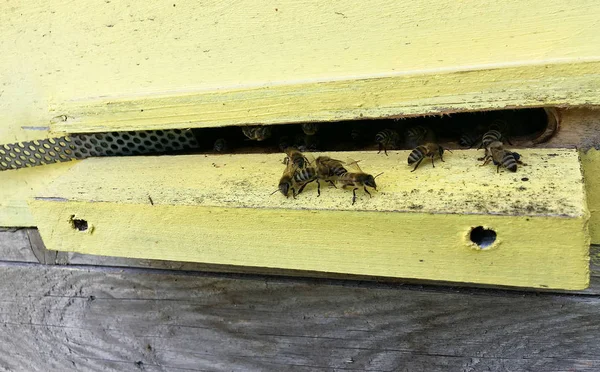 Winged bee slowly flies to beehive collect nectar on private api — Stock Photo, Image