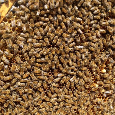 Soyut altıgen yapı arı kovanı dolu zekâ petek