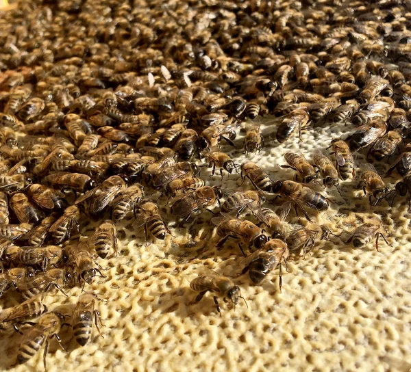 Abstrakte sechseckige Struktur ist Wabe aus Bienenstock gefüllt mit Witz — Stockfoto