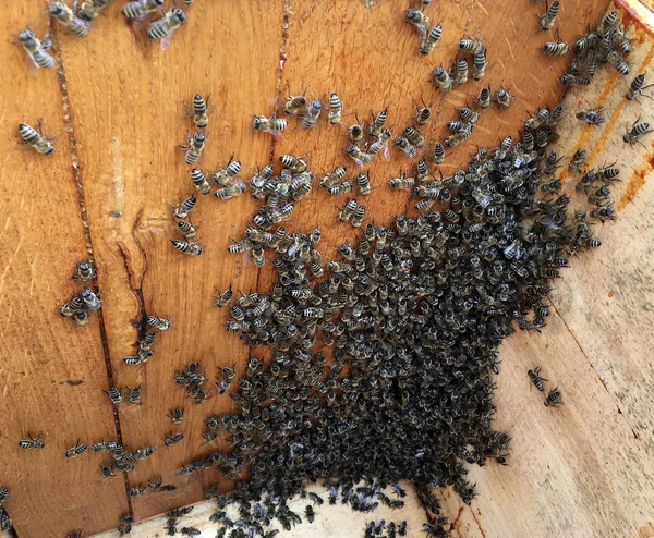 Abeja alada vuela lentamente a la colmena recoger néctar en api privado —  Fotos de Stock