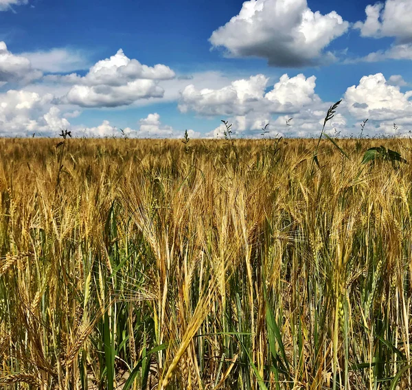 Plowed field for spikelet wheat in brown soil on open countrysid