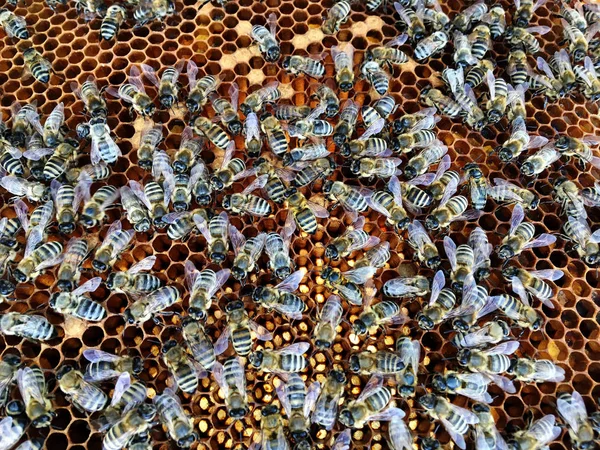 Struttura esagonale astratta è a nido d'ape da alveare pieno spirito — Foto Stock