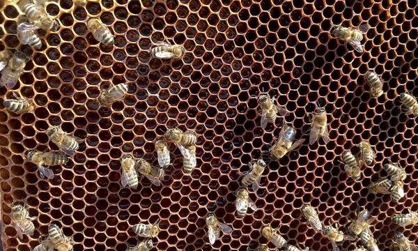 Estructura hexágono abstracta es panal de abeja colmena —  Fotos de Stock