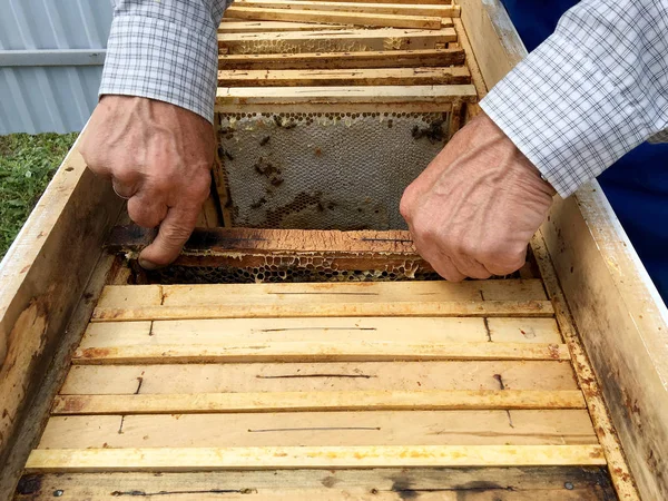 Okřídlená včela pomalu létá do včelaře a sbírá nektar — Stock fotografie