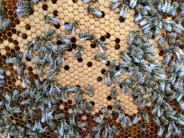 추상 육각 구조는 꿀벌 벌집에서 벌집입니다 — 스톡 사진