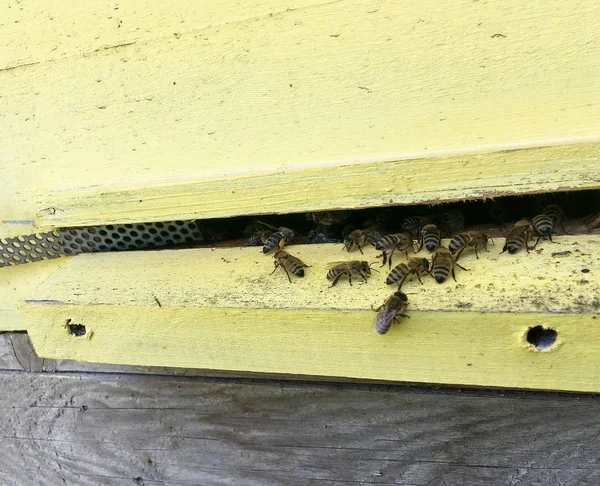 Winged Bee powoli leci do ula zbierać nektar na prywatne API — Zdjęcie stockowe