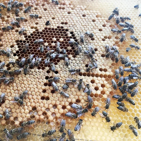 Estructura hexágono abstracta es panal de abeja colmena llena ingenio — Foto de Stock