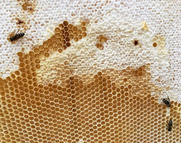 Abstrakte sechseckige Struktur ist Wabe aus Bienenstock gefüllt mit Witz — Stockfoto