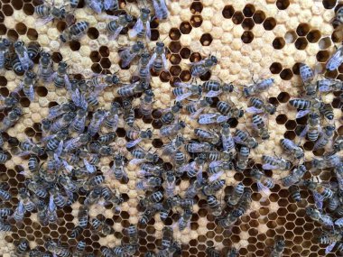 Soyut altıgen yapı arı kovanı dolu zekâ petek