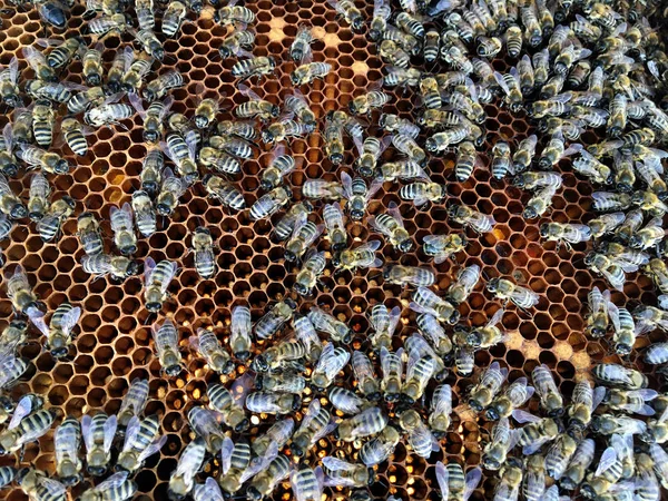 Estructura hexágono abstracta es panal de abeja colmena llena ingenio —  Fotos de Stock