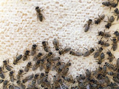 Soyut altıgen yapı arı kovanı dolu zekâ petek