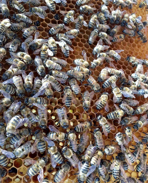 Estrutura hexágono abstrato é favo de mel da colmeia de abelhas preenchido sagacidade — Fotografia de Stock